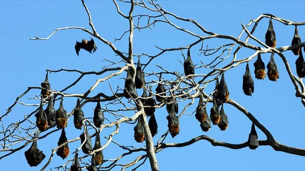 Biosecurity Queensland says the rate of Hendra virus infection in flying foxes has quadrupled.