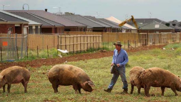 Fraser Stewert on his pig farm in Melton which borders new housing estates.