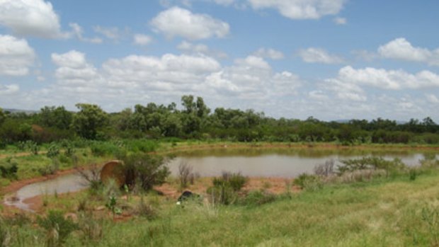 The barramundi aquaculture pond near Kununurra where two cane toads were found last week.