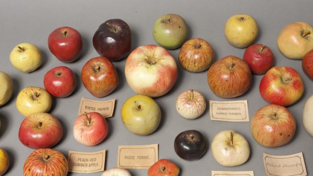 Heirloom apples...you can buy traditional varieties at growers' markets around Sydney.