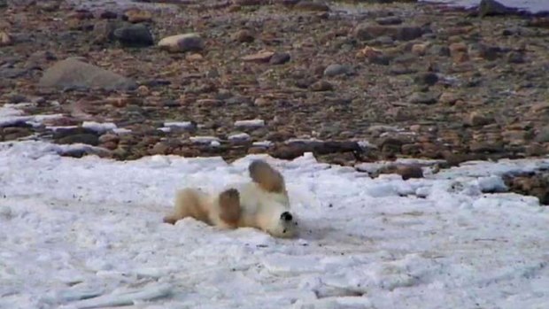 Captured on camera ...  a polar bear rolls around in the snow.