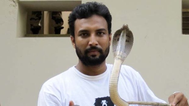 A captured cobra.