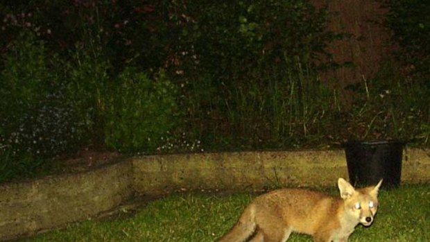 On the prowl ... urban fox numbers are far higher in Sydney than people think.
