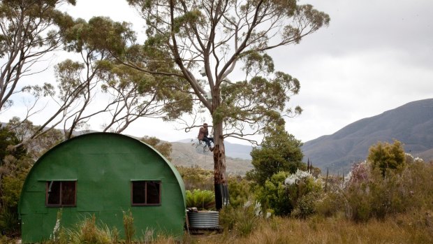 Dejan Stojanovic checks an active orange-bellied parrot nesting box by a historic bushwalkers' hut at Melaleuca.