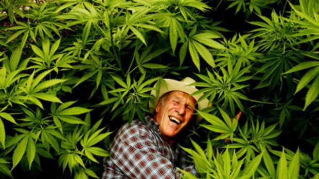 Rolling in it ... Richard Friar with some of the 500 hemp plants at his northern beaches plantation. He is part of a  pilot project to commercialise the harvest.