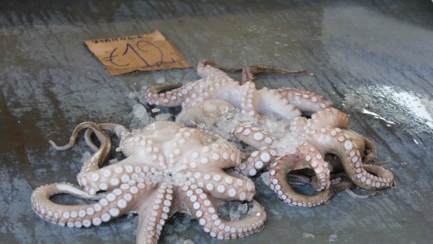 Suckered in: Freshly caught octopus.