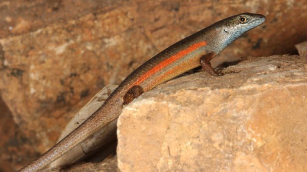 The elegant rainbow skink ( Carlia decora) - is found from Mackay, north to Townsville.