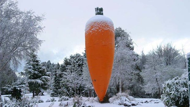Carrot top ... the carrot at Ohakune.