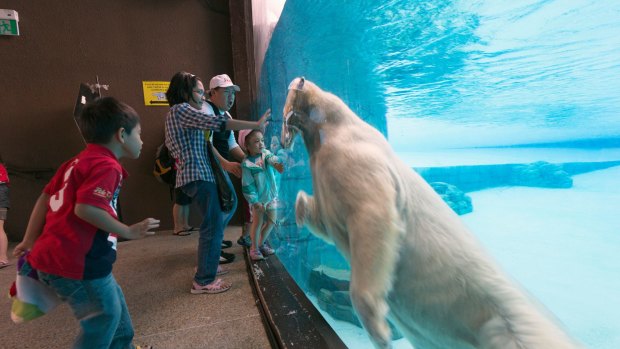 The polar bear is a visitor favourite at Singapore Zoo’s Frozen Tundra exhibit – a welcome escape from the heat.