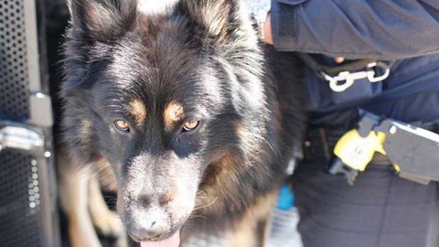 Police dog Geoffrey bit a teenager who was attacking a police officer, and was punched in the face for his efforts.