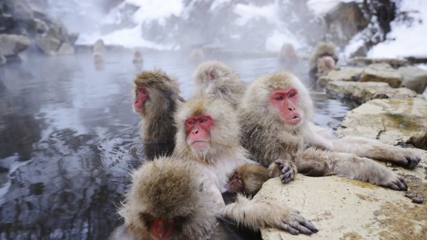 Japanese snow monkeys 