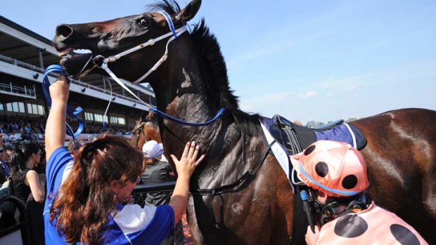 Smashing &#8230; Black Caviar runs in the Goodwood in Adelaide at 4.50pm today.