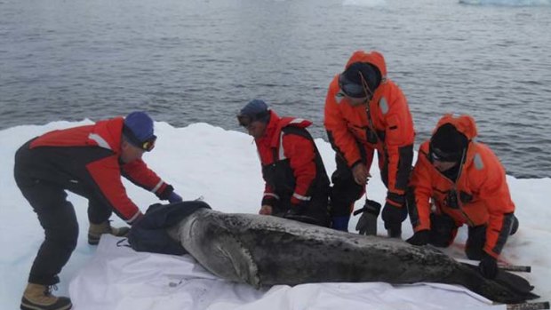 A leopard seal is examined by scientists in the Antarctic.