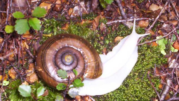 The rare white-bodied giant snail found in New Zealand.