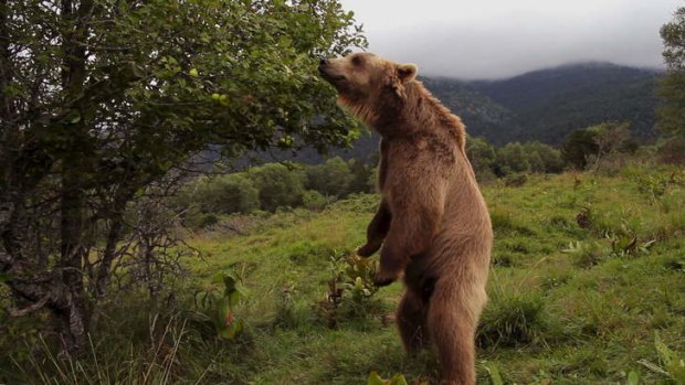 Surprising fact: Bears in France.