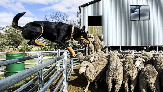 Dogged Digger: Herding a mob of sheep, Digger is hard at work at the trial but he is not competing.