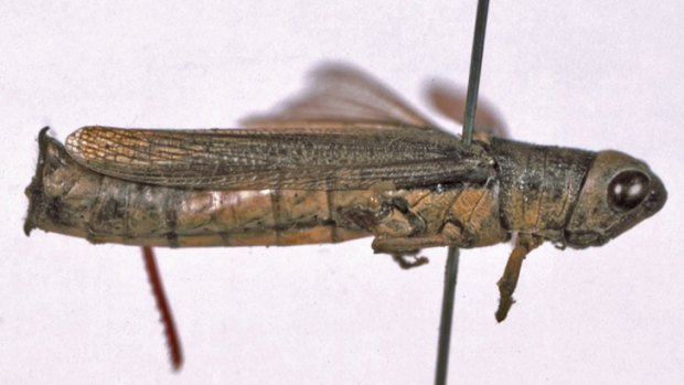 A skewered Pilliga Grasshopper.