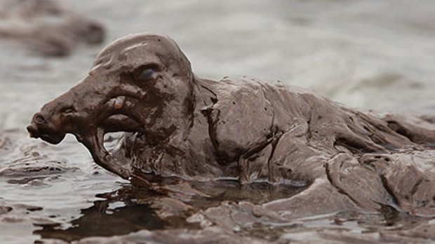 A bird is mired in oil on the beach at East Grand Terre Island along the Louisiana coast .