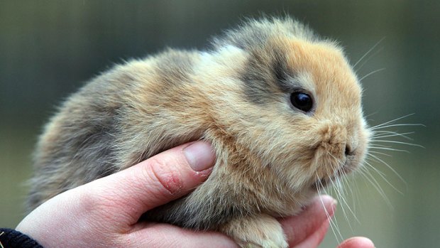 Earless bunny Til had a genetic defect.