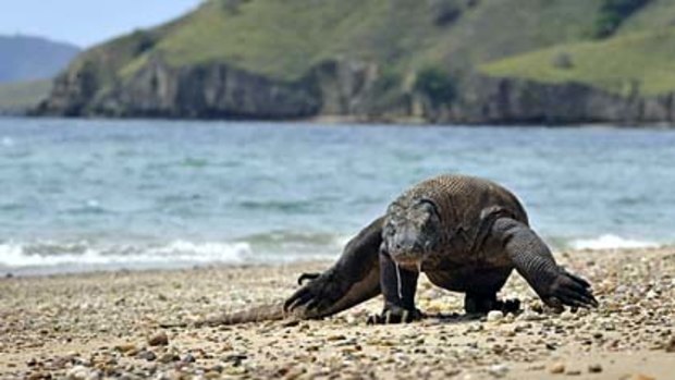 Komodo ... about 2500 dragons live on the island named after them.