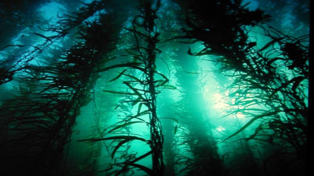 Oceans absorb some 90 per cent of carbon dioxide emissions.