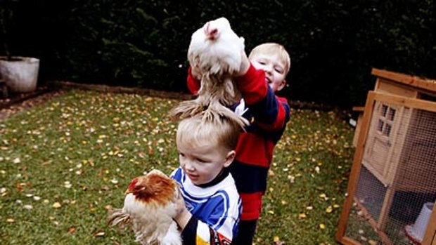"The kids are absolutely in love with the hens ... they're so much better than cats or dogs'' ... Ethan Faire with his older brother, Matthew,  with   the  chickens  in the backyard of their Wahroonga home.