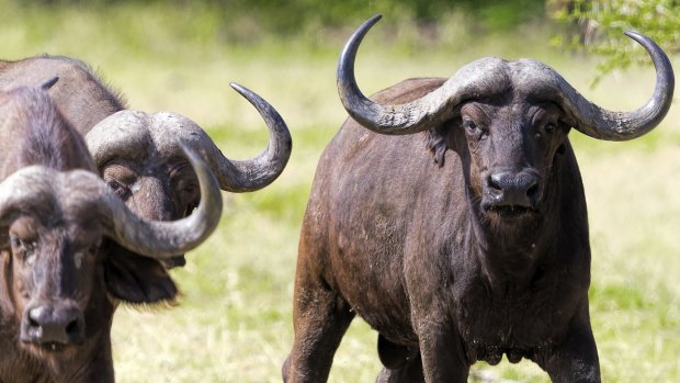 Water buffalo: Not overly friendly charaters. 