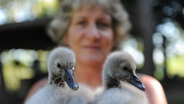 Hand delivery ... Pam Attwater with black swan cygnets that hatched after a Grafton woman rescued their eggs from the floods.