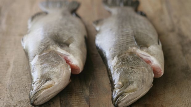 Barramundi was among the haul of fish seized by Queensland authorities in 2013.