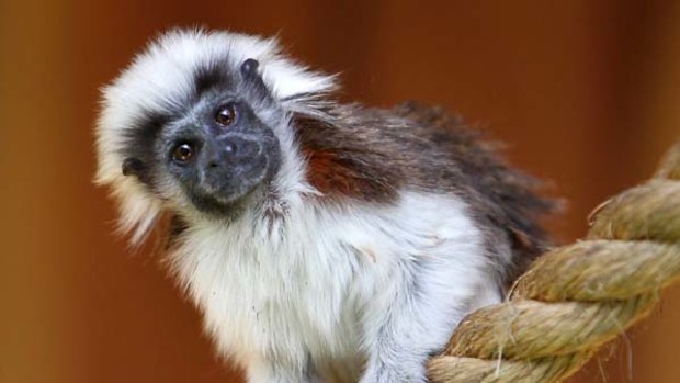 A cotton-top tamarin like this one has been returned.