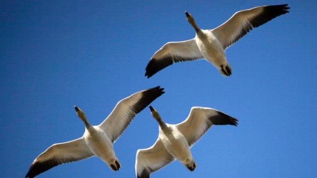 Snow geese are under threat from hungry polar bears.