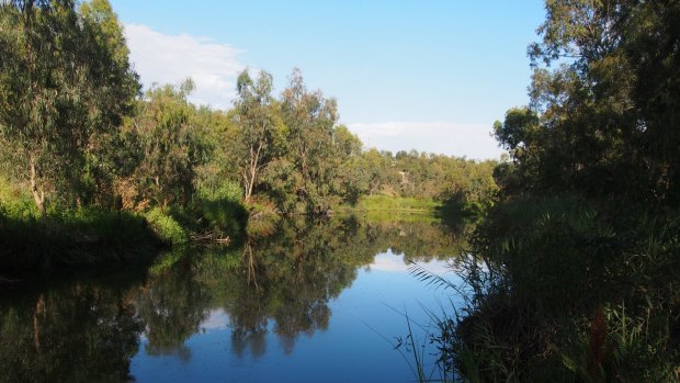 A bend of the creek in the new lush park.