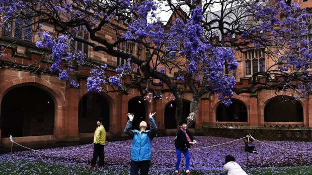 Blooming lovely: Chinese tourists enjoy the brilliant flowers of the old jacaranda in the Sydney University Quadrangle. It has been cloned so it will survive when the original tree, planted in 1928, dies.