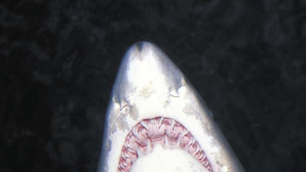 Shark attack' term misleads people - expert