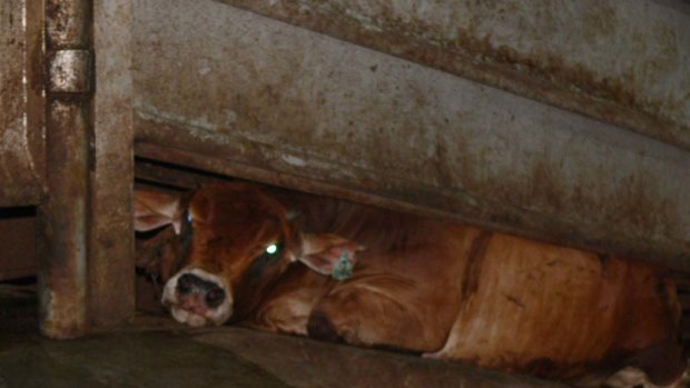 An Australian steer collapsed on the floor of a  Meat & Livestock Australia restraint box.