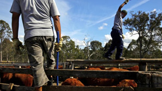 Bail on the farm . . . indigenous offenders corral cattle into a metal crush before drenching. Balund-A is a diversionary program near Tabulum in NSW's north.