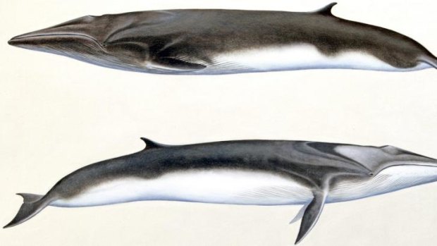 Artist's impression of the fin whale, which can grow to 27 metres in length.