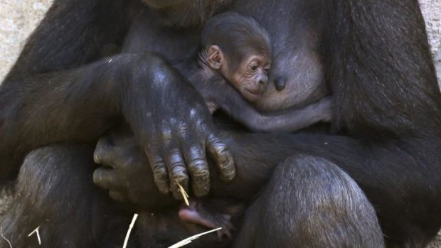 Mbeli nurses her newborn, Mjukuu, at Taronga Zoo.