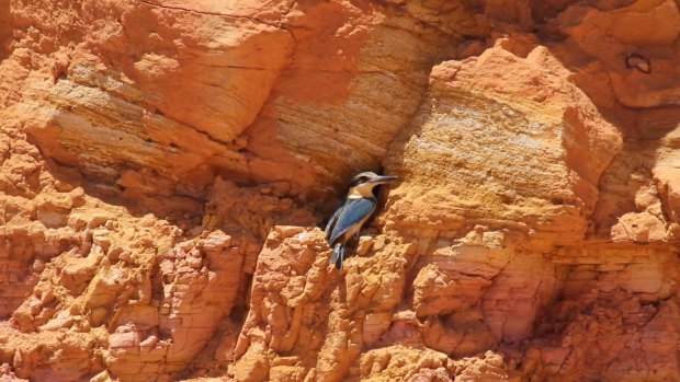 One of the red-backed kingfishers that made its nest in opal miner Sue Cooper's  lease, causing her to stop work. Babies were seen a month later.