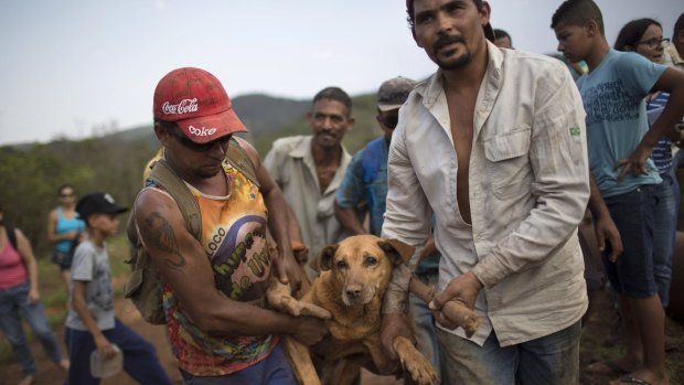 Men carry an injured dog after rescuing it in the small town of Bento Rodrigues, which flooded after dams burst in Minas Gerais. Twelve employees and 13 residents are still unaccounted for, according to the fire department.