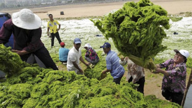 It’s taking over ...  Chinese workers round up piles of green algae choking the beaches of Shandong province.