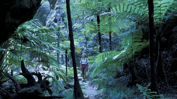 True colours: the rainforest of Carnarvon Gorge.