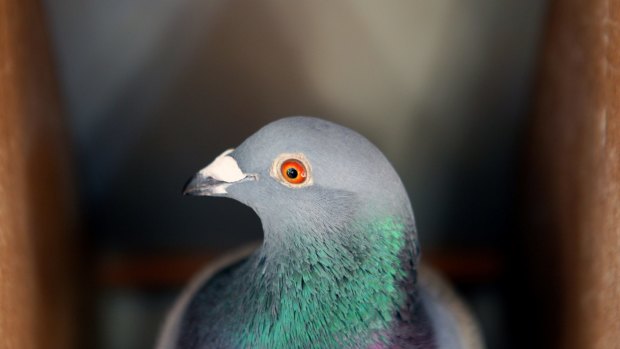 Researchers have found a link between an extinct species of pigeon and the dodo.