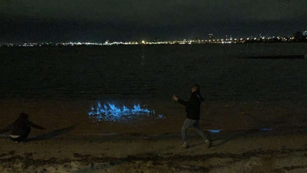 Bioluminescence near St Kilda Pier, Port Phillip Bay on Friday August 26.