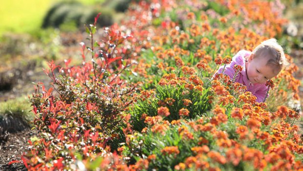 Johanna Newing enjoys bright colour flowers at the Botanical Gardens.