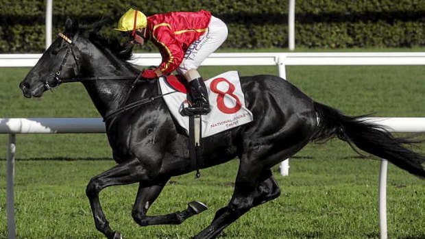 Dark horse: Handsome colt Aussies Love Sport wins easily at Randwick.