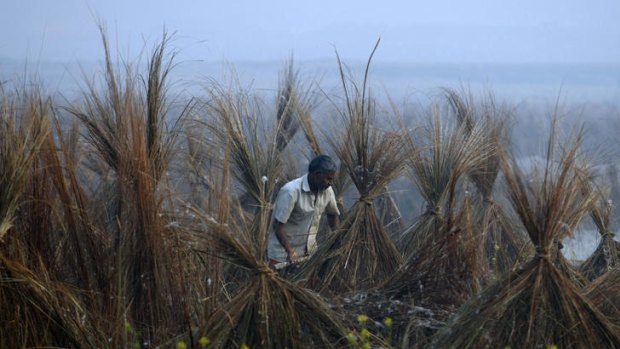 Global assessment ... An Indian farmer checks his crops in a field on the outskirts of New Delhi on November 27, 2011.