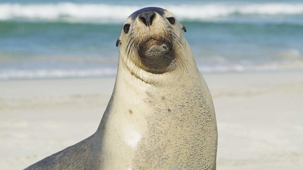 Campaign mascot: An Australian sea lion. The species is just one of many at risk due to wide commerical fishing operations.