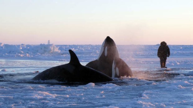A dozen killer whales were trapped by sea ice in northern Canada.