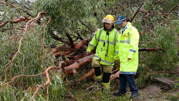 Emergency crews with a tree that fell on Dr Zara Weedon and her son Angus Burke at Gordon Park on Monday.